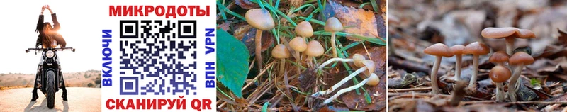 omg маркетплейс Подпорожье Галлюциногенные грибы Cubensis наркошоп